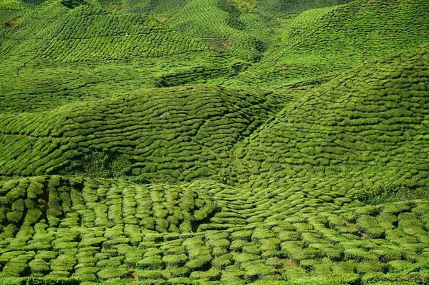 LE THÉ GENMAICHA : UN EXCELLENT DÉSALTÉRANT 