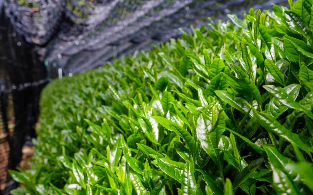 Découvrir les bienfaits du Gyokuro : Le thé vert japonais de luxe