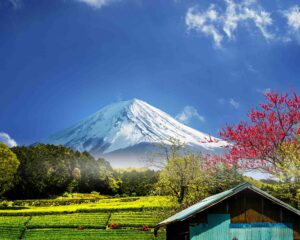 plantation the japon