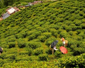 plantation-the-konacha