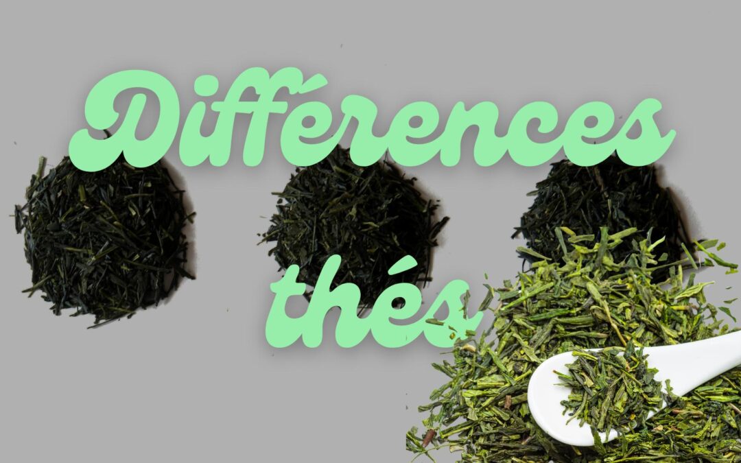 Les différences entre le thé vert, le thé matcha et le thé houjicha