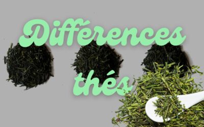 Les différences entre le thé vert, le thé matcha et le thé houjicha